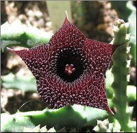 Huernia hystrix x pendula